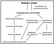 hta  ir cercle vicieux