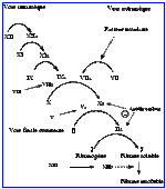 Description : Coagulation2